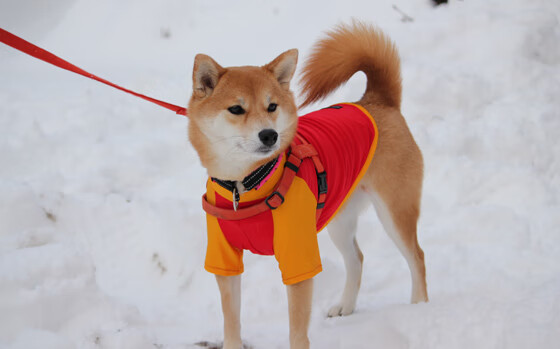 攻防一体的艺术，切特统治级表现引领山西生死战力克吉林